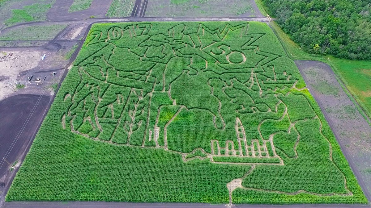 Check out this crazy Canada 150 Corn Maze on Springfield Rd. <a href="/marjoriedowhos/">Marjorie Dowhos</a> will speak with its builder at 12:15 on Radio Noon 89.3fm 990am