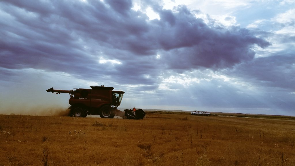 DaniWildfong's tweet photo. My brother @russ_wild lentils @ craik running 50% > expected Thx for the great advice @guykeeler & @Western_Ag #balancedfertility #cropcast https://t.co/VlW7eUcTjM