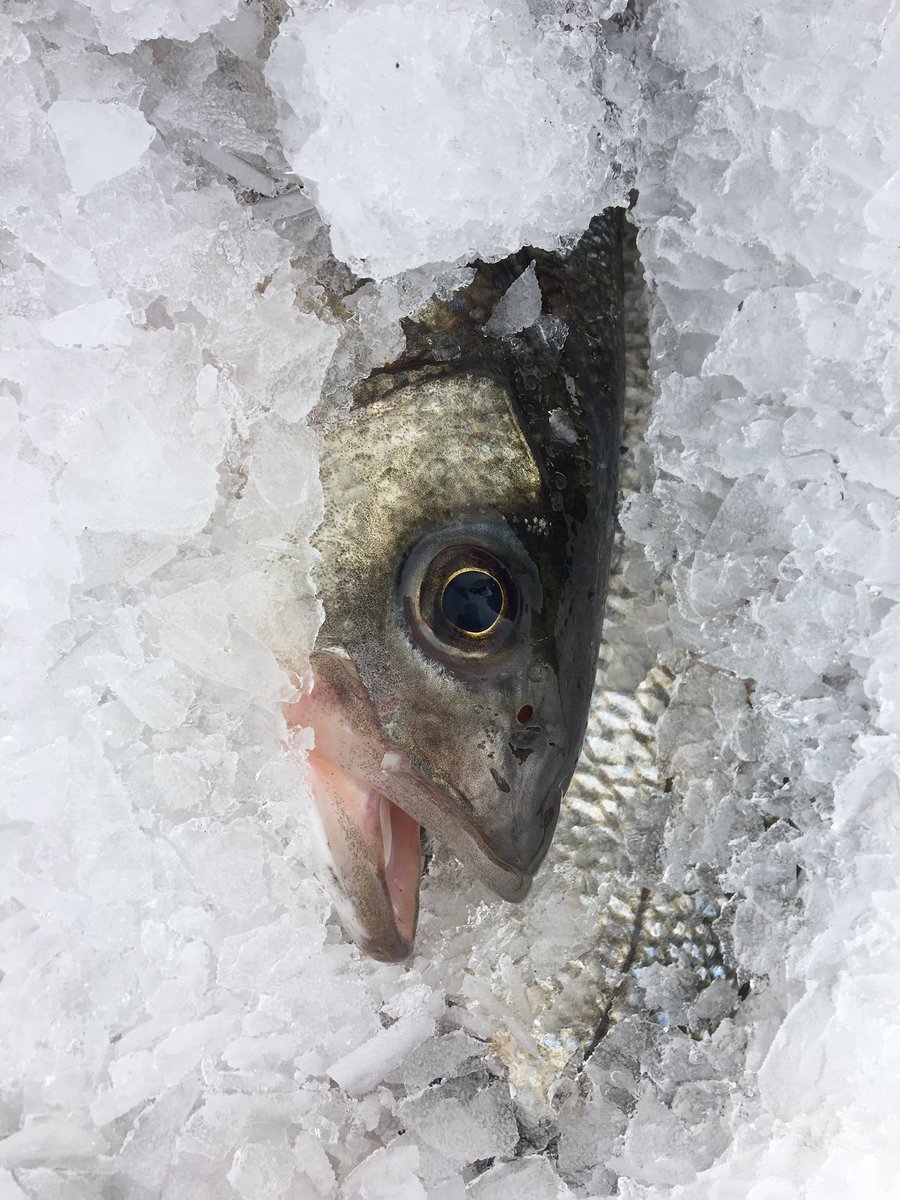 landschapbord's tweet photo. Resoneren met #omgeving, samen met de natuur: zeewier, oesters &amp; zeebaars oogsten en met #vakmanschap behandelen #TS31 #wadden #goedevissers https://t.co/CCgxd2IEUu