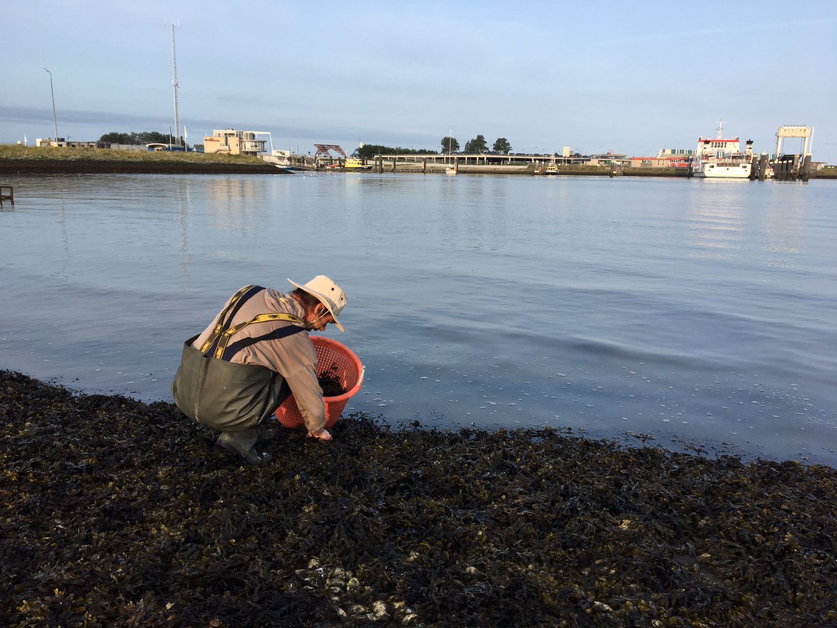 landschapbord's tweet photo. Resoneren met #omgeving, samen met de natuur: zeewier, oesters &amp; zeebaars oogsten en met #vakmanschap behandelen #TS31 #wadden #goedevissers https://t.co/CCgxd2IEUu