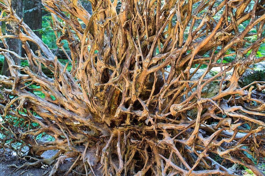 JonCracroft's tweet photo. Nature = art.
.
.
.
#roots #cedar #tree #glaciernationalpark #cedarwalk #trail #forest #summer #roadtrip #travel #β¦ https://t.co/nfDUSZEFZs https://t.co/fr1GcX2DiU