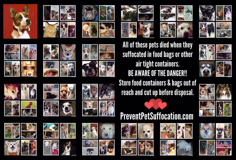 designbysac's tweet photo. Shout-out to @4YouBlue2 for working w/me! Cut up snack bags &amp; dispose properly. Visit her site to learn more! #caution #safety #dogs #cats https://t.co/mn9NcNGitZ