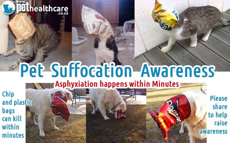 designbysac's tweet photo. Shout-out to @4YouBlue2 for working w/me! Cut up snack bags &amp; dispose properly. Visit her site to learn more! #caution #safety #dogs #cats https://t.co/mn9NcNGitZ