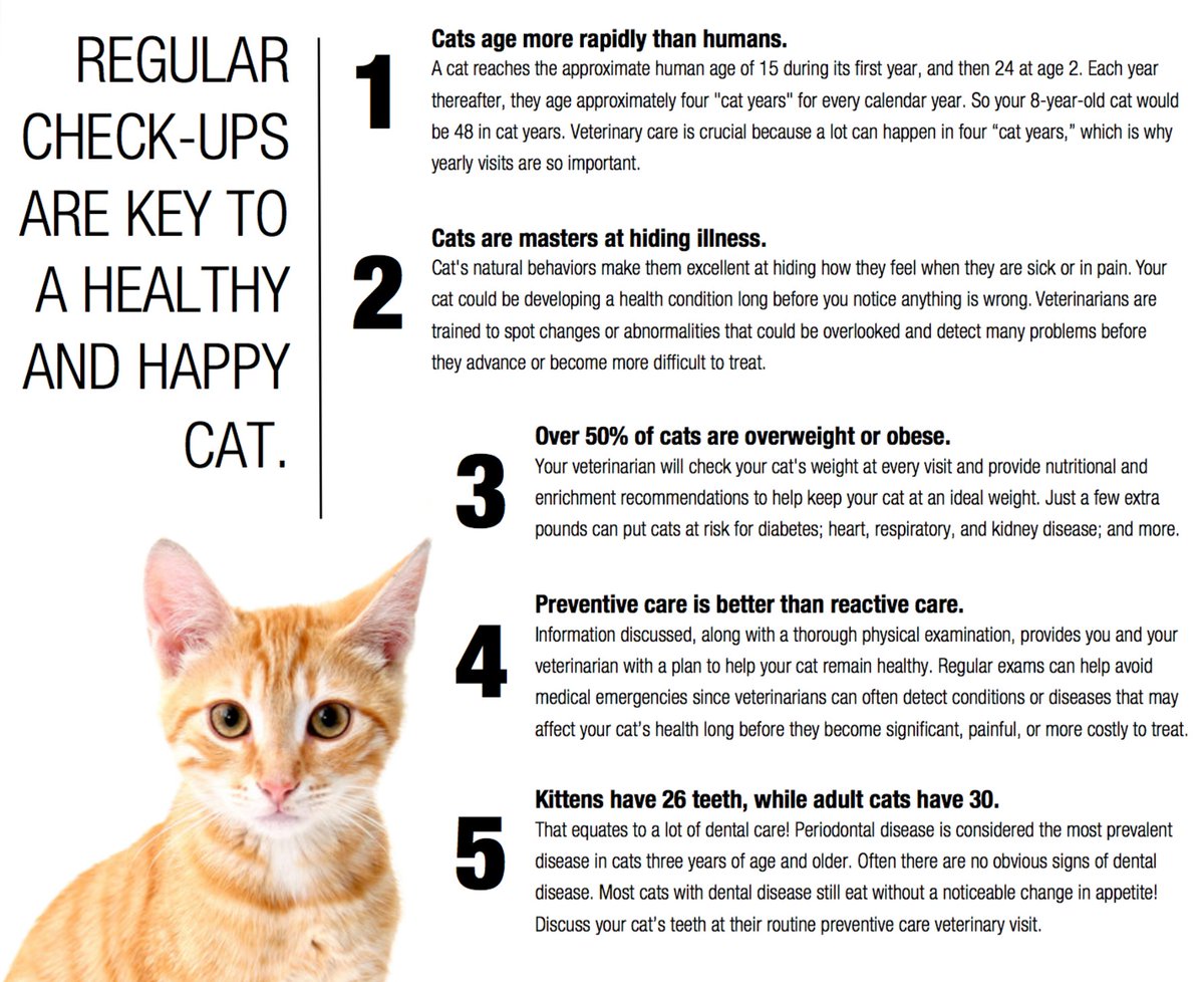 How to Change Your Cats Routine How to Change Your Cats Routine new foto How to Change Your Cats Routine How to Change Your Cats Routine new pics