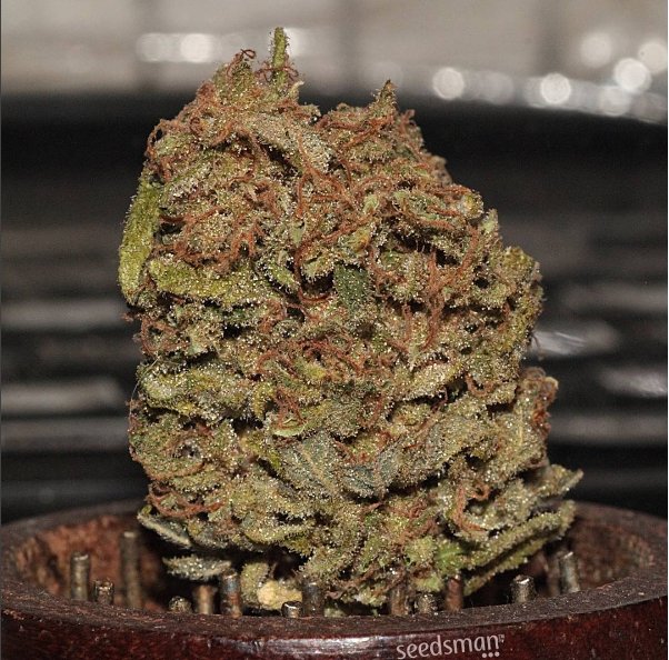 SeedsmanSeeds's tweet photo. Our very own CBD Critical Mass!
#seedsman #cbd #genetics #shotbud #homemade #autocultivo #homegrown #growmyown #med #cannabis #frosty https://t.co/jJWhQPY3kW