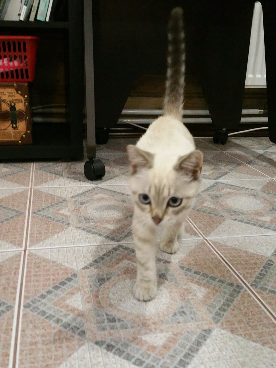 Elia_twit's tweet photo. Малыш пришел в гости. Сам. Это первый котёнок,  который добровольно и бесстрашно зашёл в дом. Всё-таки пока задние лапки не очень здоровы😢 https://t.co/iBsqK0tgFO