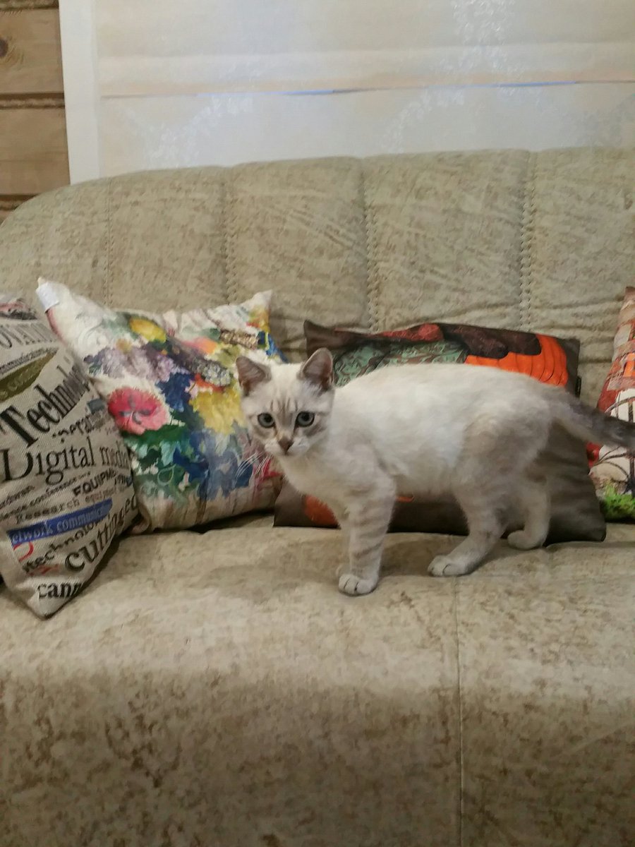 Elia_twit's tweet photo. Малыш пришел в гости. Сам. Это первый котёнок,  который добровольно и бесстрашно зашёл в дом. Всё-таки пока задние лапки не очень здоровы😢 https://t.co/iBsqK0tgFO