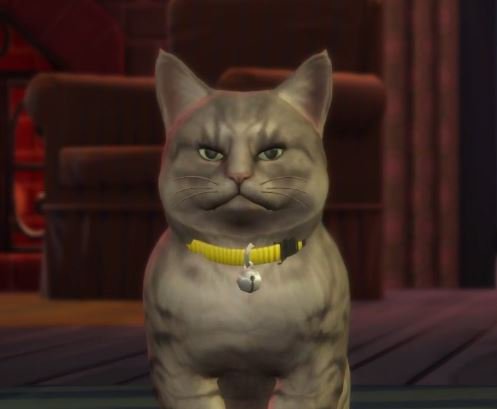 AnarchySims's tweet image. Todos sabemos que este gato lo petó en el trailer de ayer😌😌