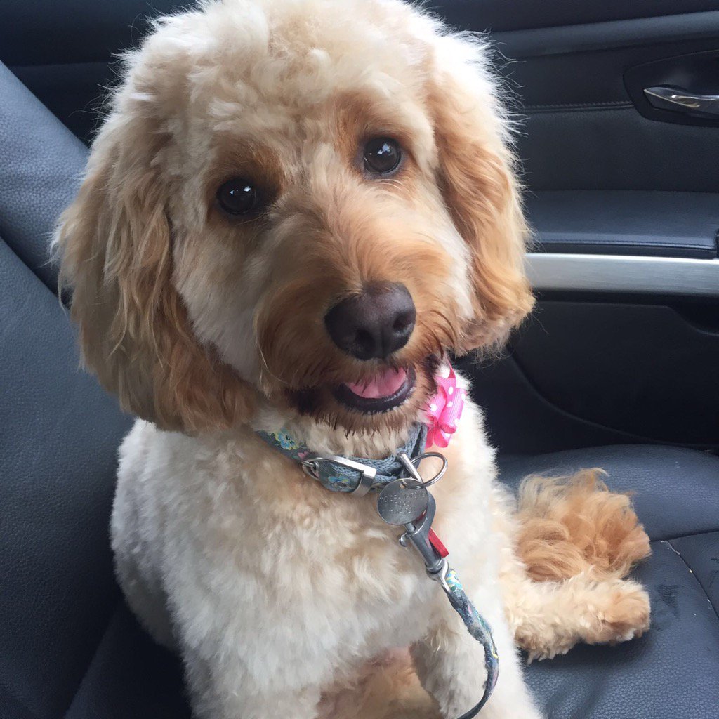 lillyapoo's tweet image. Just had my haircut today, so looking more Poodle than Cockapoo 🐶.  #haircut #cockapoo #TongueOutTuesday