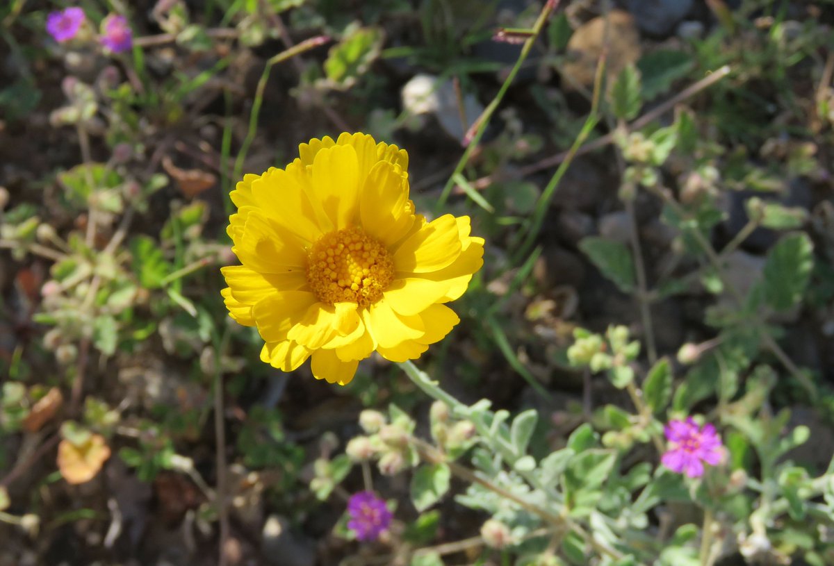 RobertPRowley2's tweet photo. Desert Marigold (#Baileya) and Trailing Four O'Clock (#AllioniaIncarnata). #ChihuahuanDesert #plants https://t.co/mYX8WEyWvU