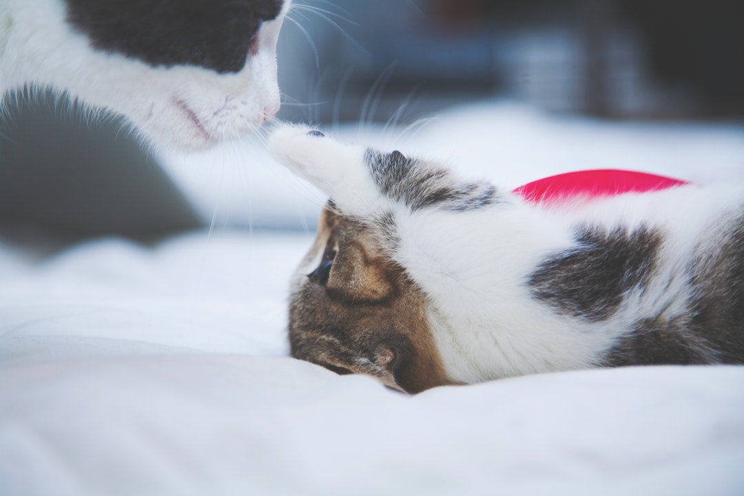 padeid's tweet photo. Photo By Maria |
#cats #pets&animals
#NewEmojiMeanings #InsteadOfGettingMad
#ColdplayChicago #barcelonastrong
#QueenOfTheSouth https://t.co/CSKNty9ZN0