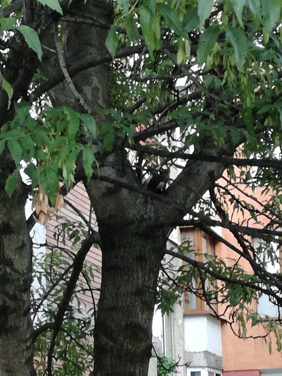 ShterevK's tweet photo. #squirrel #sofia #lyulin https://t.co/daXeHYVMPb