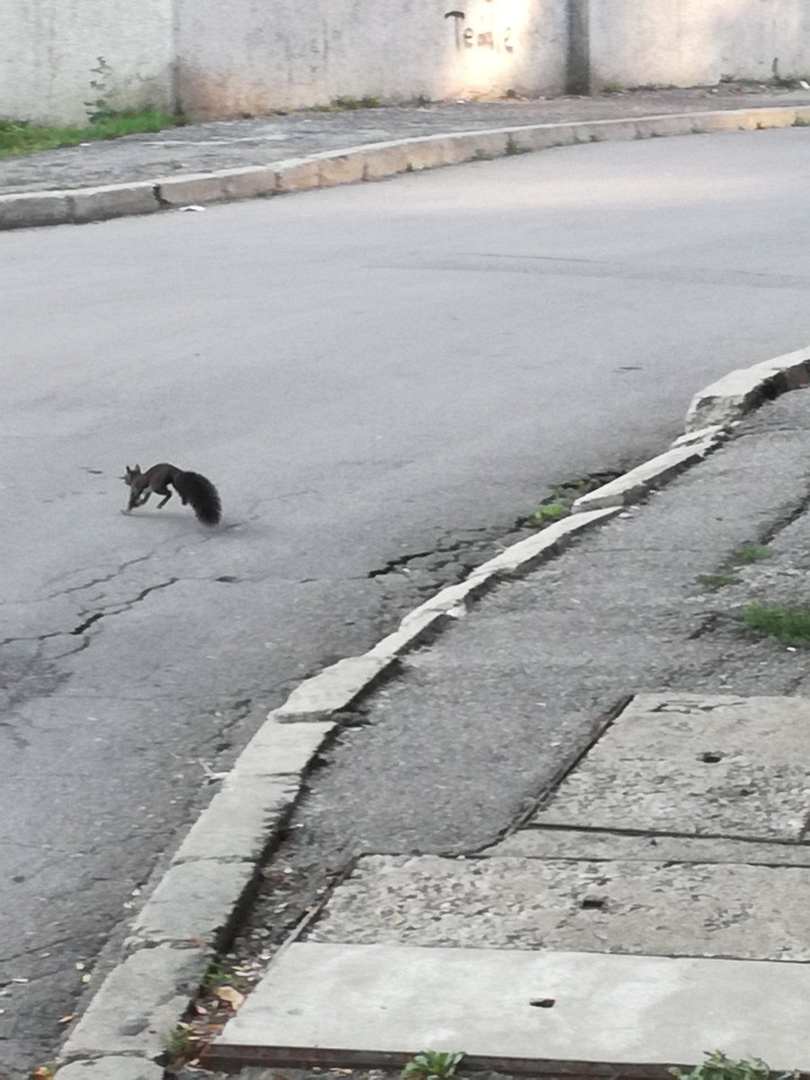 ShterevK's tweet photo. #squirrel #sofia #lyulin https://t.co/daXeHYVMPb