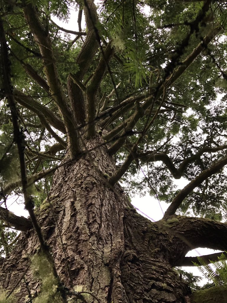 thebotanistgin's tweet photo. Up up up... Smells of grapefruits, this old quiet Douglas fir #foraging #eattrees #thebotanist https://t.co/jRrYWnQDBP