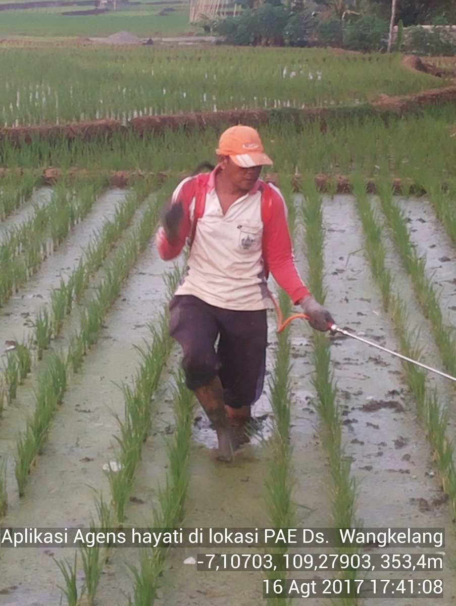 saeri2284's tweet photo. Kegiatan Rutin THL POPT PHP @thlpoptjateng @THLPOPTNASIONAL  @LabPHPPetarukan @jokosd2005 @DistanbunJateng @dipertanhutpml @KecMoga https://t.co/5MF80oe1IK