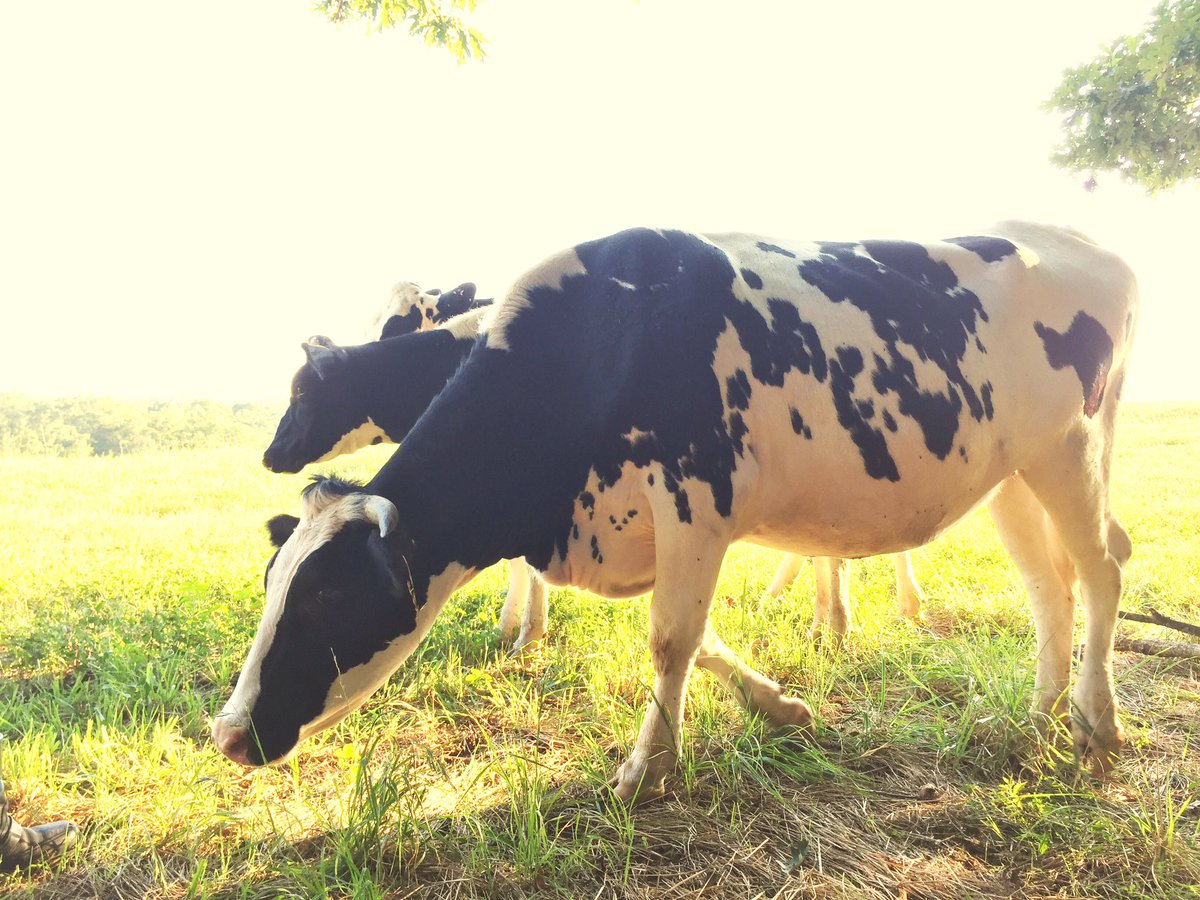 Thank you so much to our wonderful supporters and friends for voting us #1 Cheesemaker in WNC once again! We are deeply mooved.