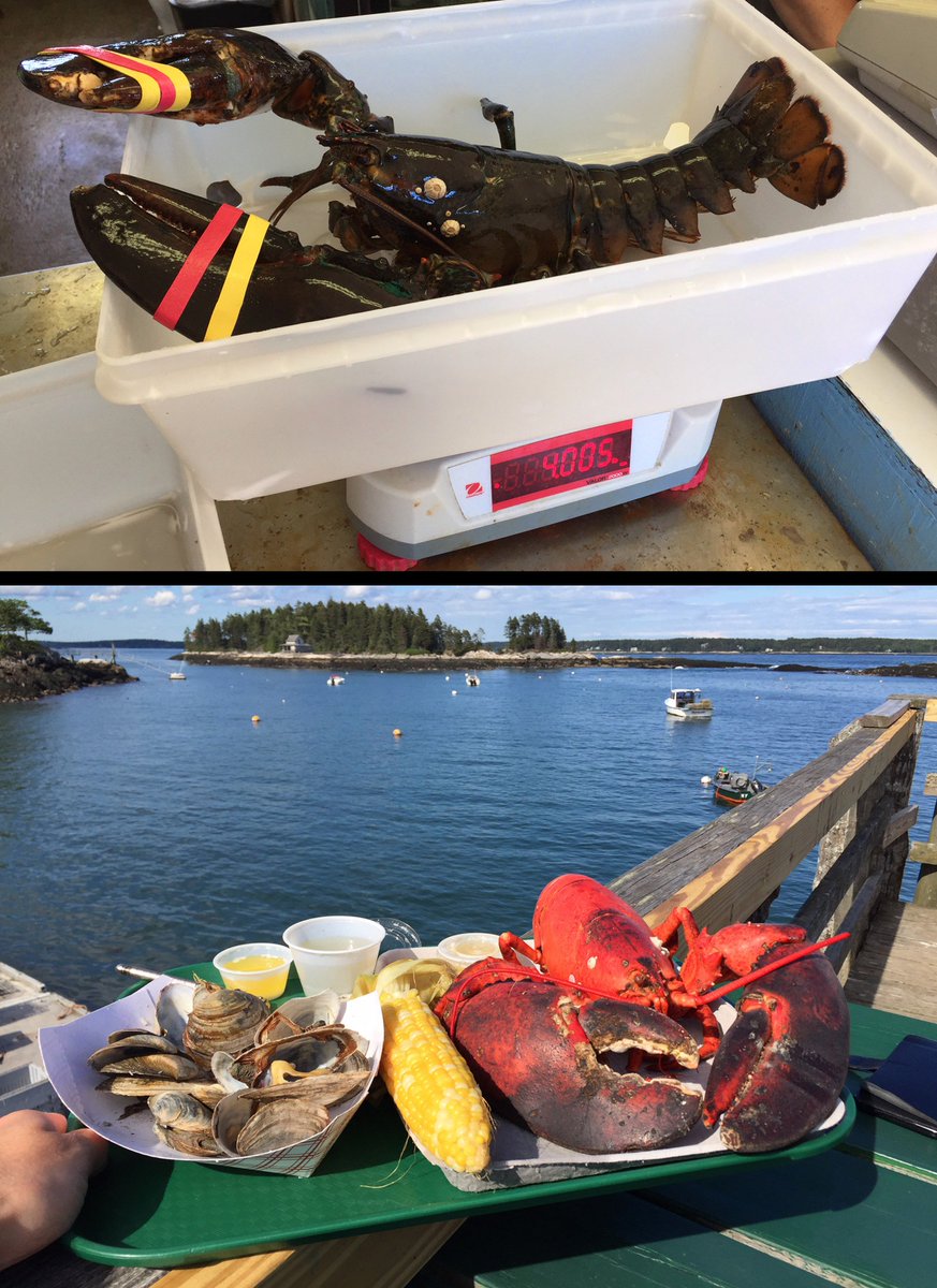 Robert_Kovach's tweet photo. 4 pounds of pure Yumminess back in June! My yearly intake of #Maine #Lobster at 5 Island Lobster.  Love the view!  https://t.co/zP5JQoL4YE https://t.co/BmtDFgoz90