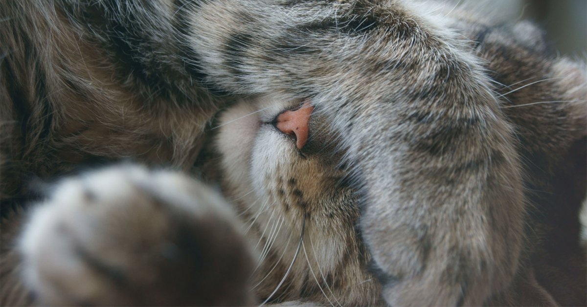 themeowshop's tweet photo. Did your kitty ever cover their eyes coz they didn't want to look at you?
#Cats #DontLook https://t.co/o0biKv9iZc