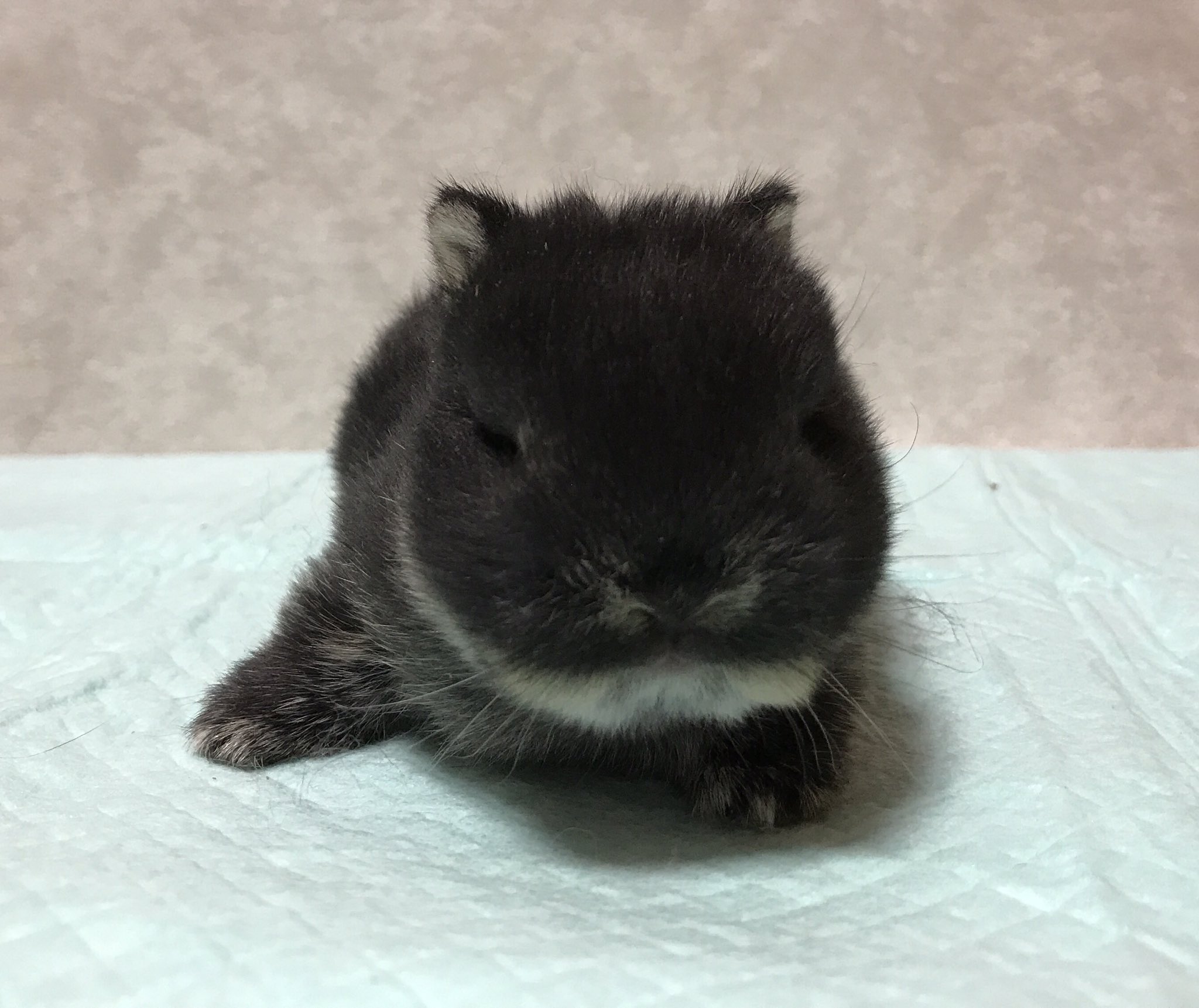 Aquamate En Twitter 8月7日生まれの ネザーランドドワーフ 一人っ子なので成長が良い 耳どこって言うくらい小さい O 子うさぎ ネザーランドドワーフ うさぎ かわいい 耳小さい T Co O0p2dy4tvh Twitter