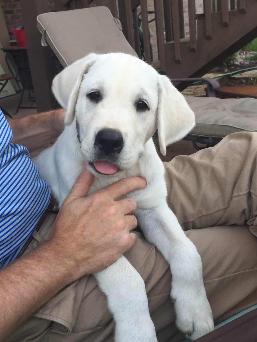 wdesign's tweet photo. This sweet thing just climbed out of the pen I finished putting together yesterday. Don't tell Brad. #nosafespot #finleydog https://t.co/dzXr5r7uxZ