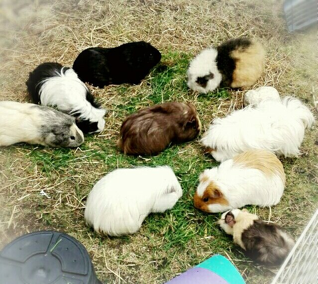 potatopigs18's tweet photo. The pigs and their friends 💖💙💜 https://t.co/sx50yNmoVr