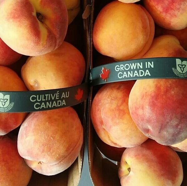 Canada's tweet photo. It's only Tuesday but #EatAPeachDay extends to the weekend with @WinonaPeachFest, a peach-themed event in southern Ontario! 🍑 📷bail.bear/IG https://t.co/OmOVp2DxHB