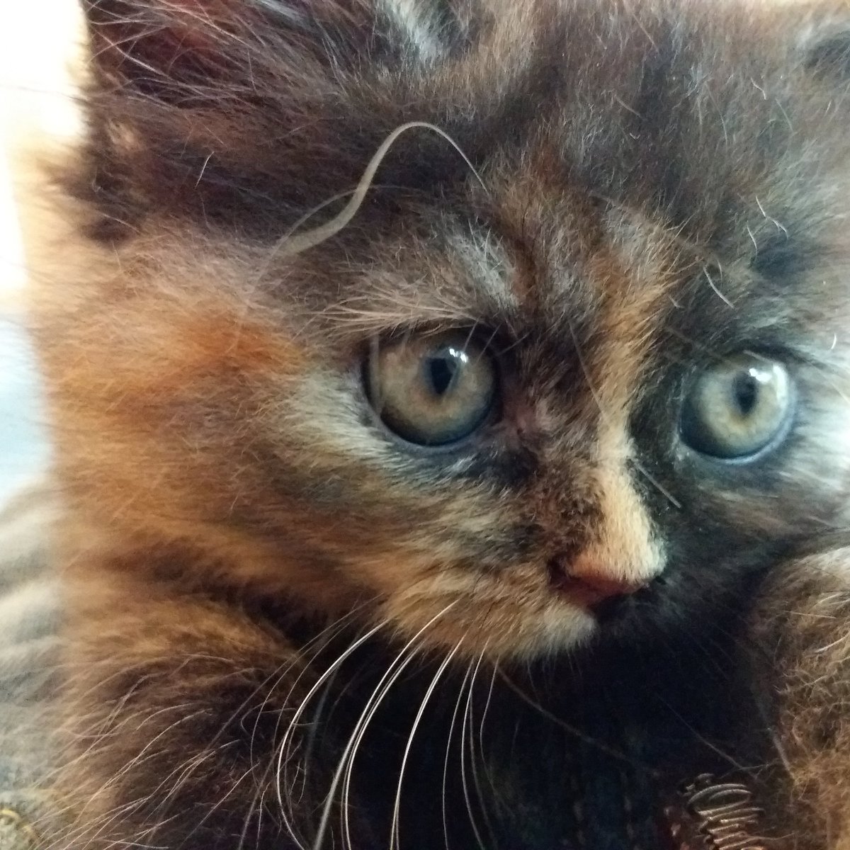 ilvythecat's tweet photo. #CatsOfTwitter #Katzenbilder #Babykatze #KittenWorld #meow   #Cat #Katze #ScottishStraight https://t.co/xOanfl3RVY