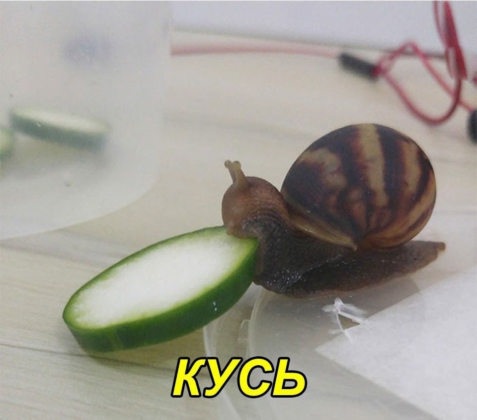 Когда за целый день сильно проголодался, приходишь такой домой и: