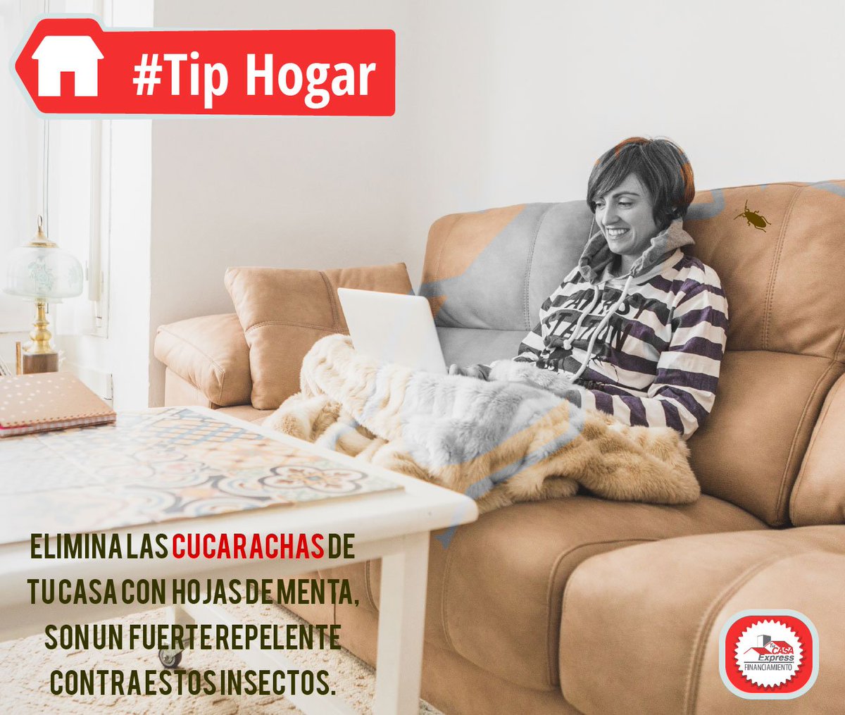 tucasaexpressmx's tweet photo. Elimina las plagas con nuestro siguiente #TipExpress https://t.co/wKKLTpDze2