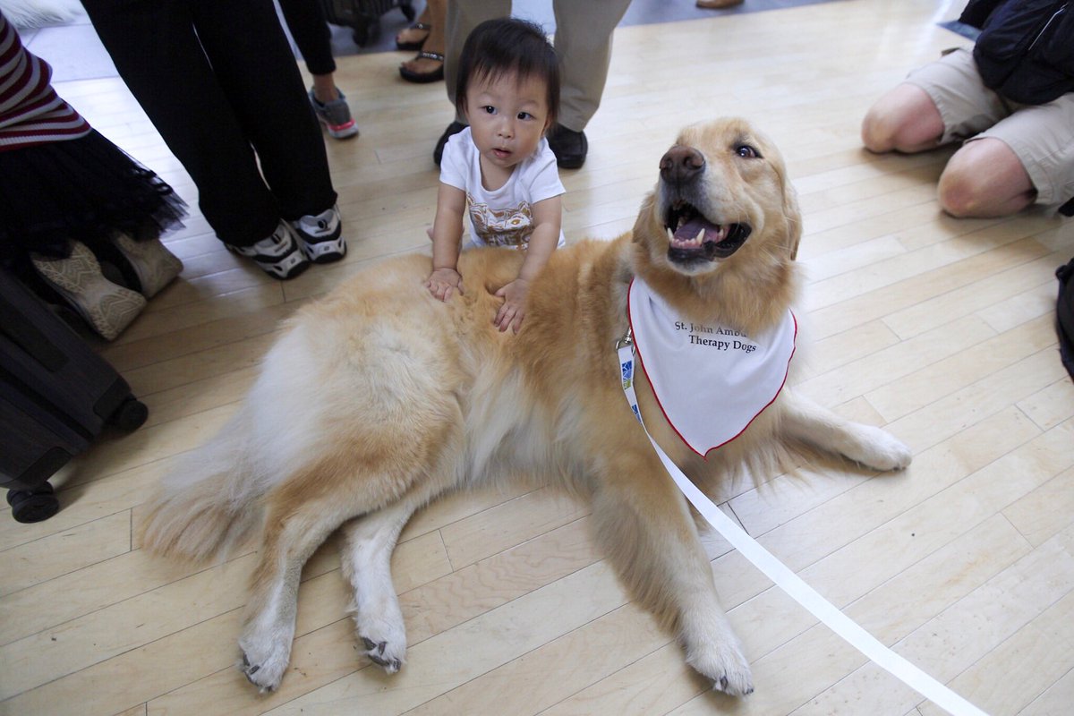 yvrairport's tweet photo. The LASI Program (Less Airport Stress Initiative) launches today at YVR! Ambassador dogs from @stjohnambulance calm travellers. #LASI 🐶🐩 https://t.co/dLPH0T4jSQ