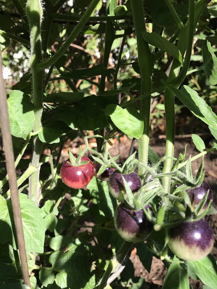 ThePDXkitchen's tweet photo. We love seeing all the photos of produce this time of year. What's growing in your garden? #seasonaleating #veggies #community #health https://t.co/EM9wEPZRwq