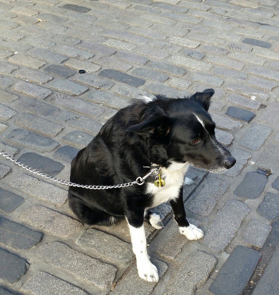 tumbledrythtr's tweet photo. A lovely audience for our free show, and a final dog friend for the day. Edinburgh is lovely. #edfringe #edinburghfringe #edfringedogs https://t.co/fXHeWrgmQT