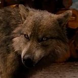 Hey my name is Seth I Am Looking For My Older Sister Leah Clearwater And Alpha Jacob Black And A Imprint Plus Other Twilight Mains <a href="/Pimps4U/">ᴅʀᴇᴀᴍ - #ᴹⁱˢˢᴾⁱᵐᵖˢ | ᴘᴀʀᴏᴅʏ</a>