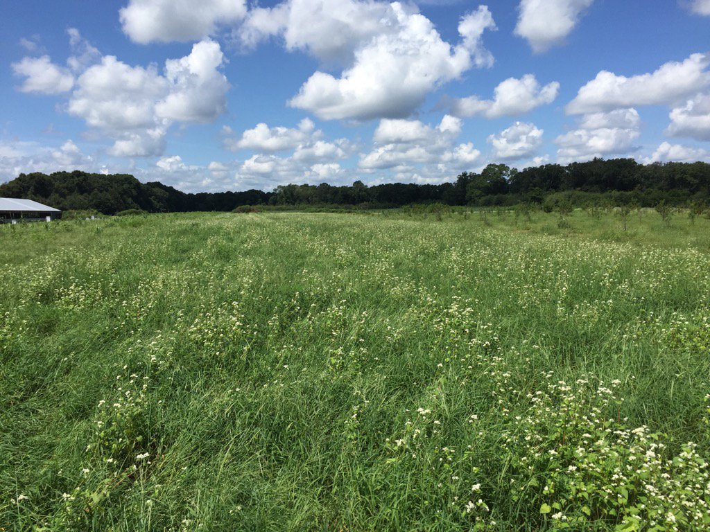 Buckwheat for #pollinators in Geneva Co
