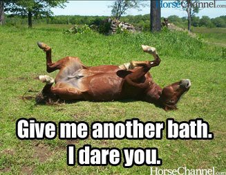 TheEquinePass's tweet photo. Why does this always seem to happen right before a show??? #equestrianproblems #horseyproblems #horseownerproblems https://t.co/h1pY3ja4Xh https://t.co/kgBQbbtU7v