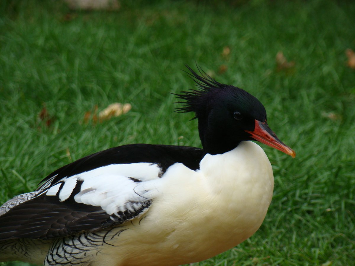 Ripley_ducks's tweet photo. This male Scaly-sided Merganser has molted into his colorful plumage once more! #TransformationTuesday #LRWC #endangeredspecies https://t.co/D1F1xfhvhk