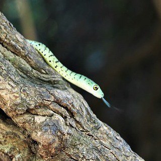 chuckleheadlife's tweet photo. He came out of a crack in a tree and scared the *stuff* out of me.  He's pretty cute, but I don't know if he's dan… https://t.co/GmXaWGtGvE https://t.co/baA20Do1fu