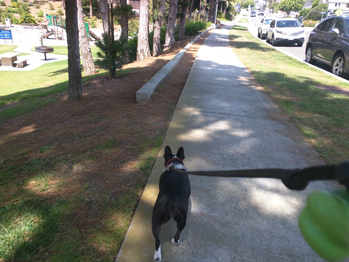 MyDogsPoopDaily's tweet photo. At the park https://t.co/KQiAE1xP4n