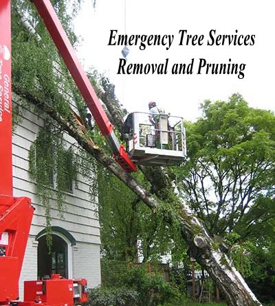GenTreeService's tweet photo. General Tree Service - 
the tree service company serving Portland &amp; SW Washington since 1924

https://t.co/x1mQZ0NqkI https://t.co/oX6Xd5yydz