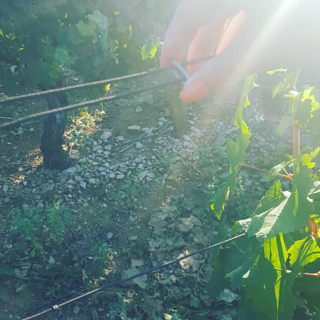 On prépare les vendanges en enlevant les agraphes!
We are preparing harvest taking off staples!
# harvest #viréclessé #mâcon  #burgundy