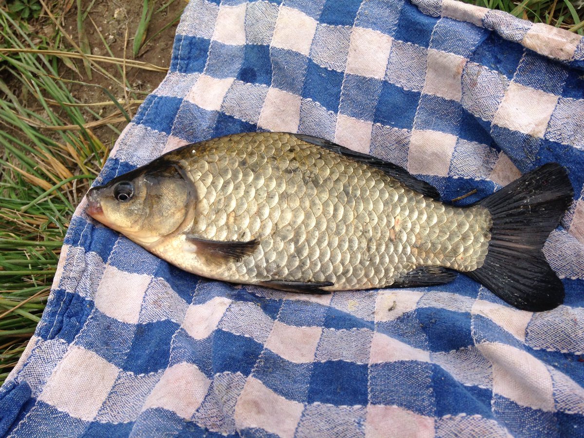 BoudrySamuel's tweet image. Aujourd'hui une petite carpe