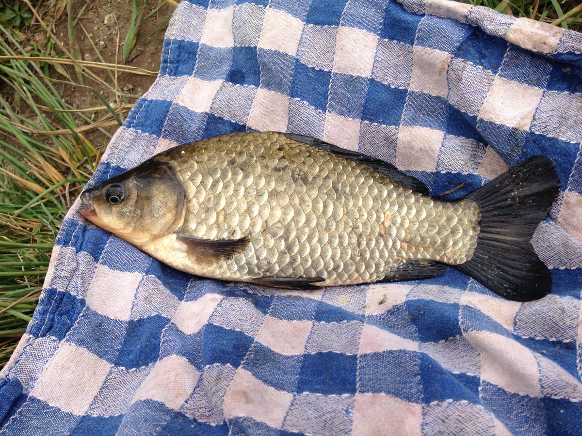 BoudrySamuel's tweet image. Aujourd'hui une petite carpe