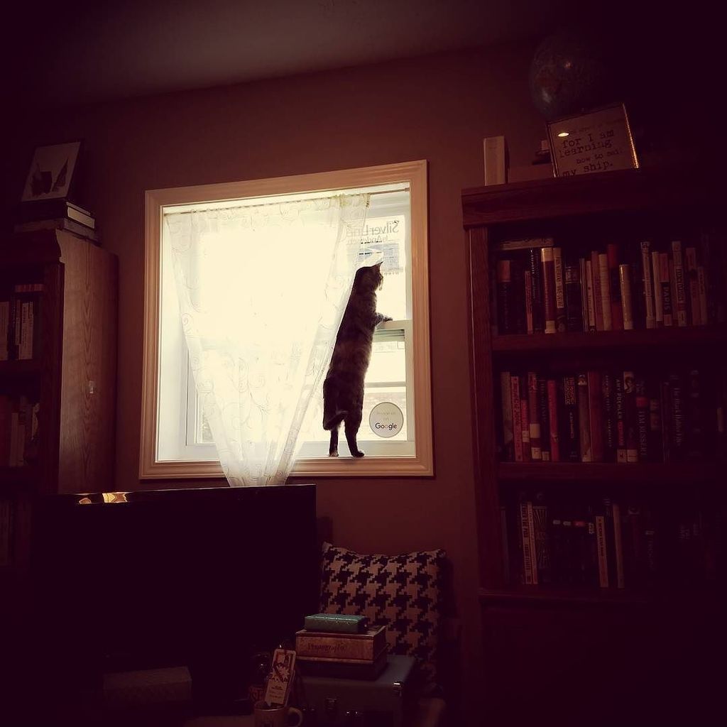kaylinrenee13's tweet photo. My little cat person. π #iliagarnet #sillyilly #catchild #catmom #behindthehourglass #lol #behindthehourglass https://t.co/jM1lUL2RA6