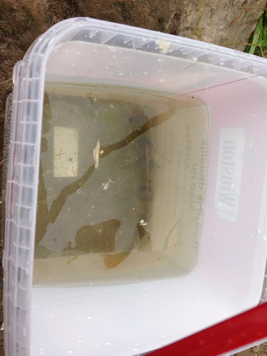 BoudrySamuel's tweet image. Aujourd'hui une petite perche