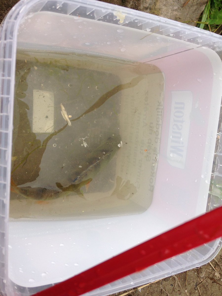 BoudrySamuel's tweet image. Aujourd'hui une petite perche