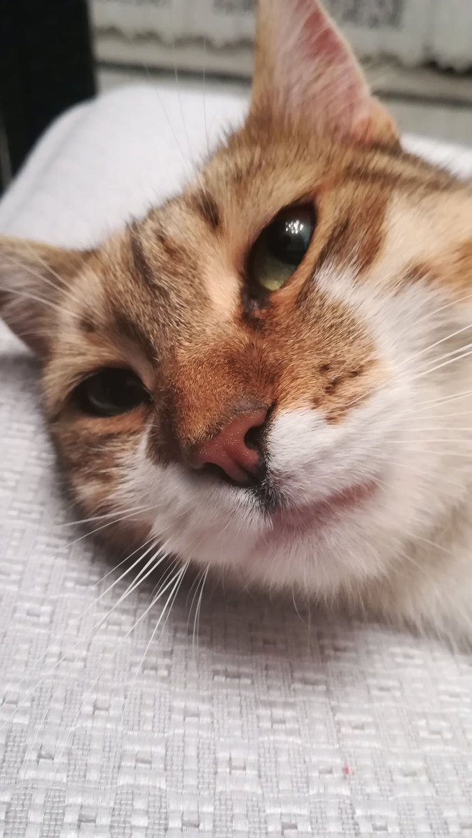 Ade_Selimi's tweet photo. My third sister #cats #mazi https://t.co/buIECYqynA