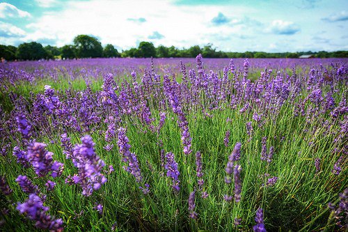 How To Propagate Lavender Plants From Cuttings blog.gardenhood.com.au/propagate-lave…