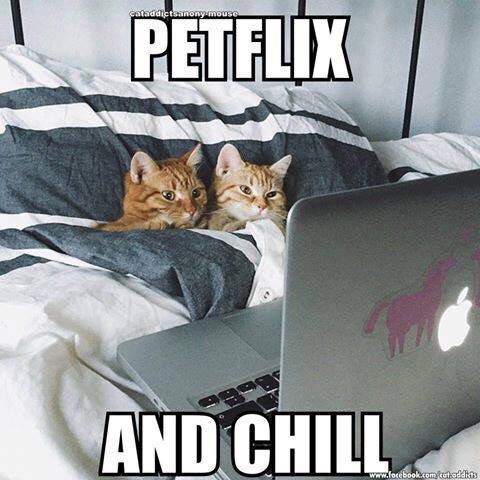 #netflixandchill #CatsOfTwitter