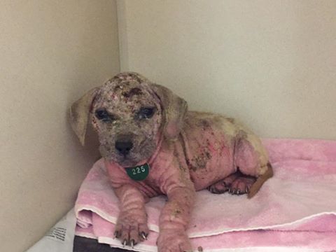 VeggieWanted's tweet photo. Sad little Grace Anne: No one adopts her because she's 'ugly' • Pet Rescue Report https://t.co/NiUpFYtvaa https://t.co/xZE1nrPWqs