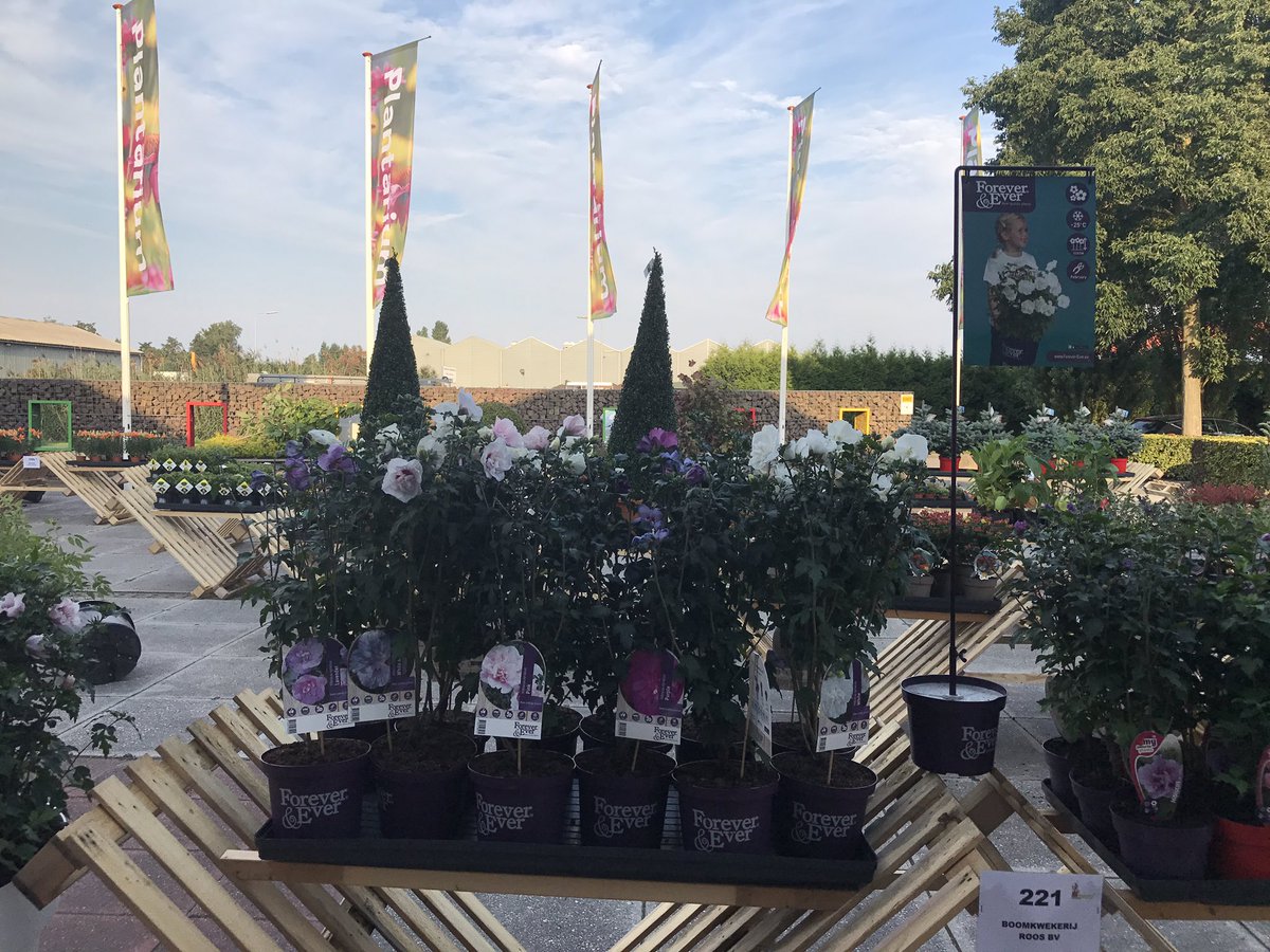 Voor de ingang van Plantarium, Forever&amp;Ever Hibiscus. Vanaf morgen t/m zaterdag van harte welkom in onze stand 41.